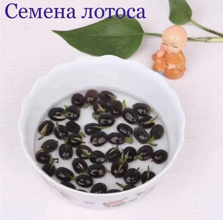 Лотос черные семена лотоса