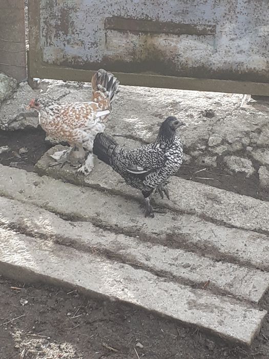 Mii de flori cocoși