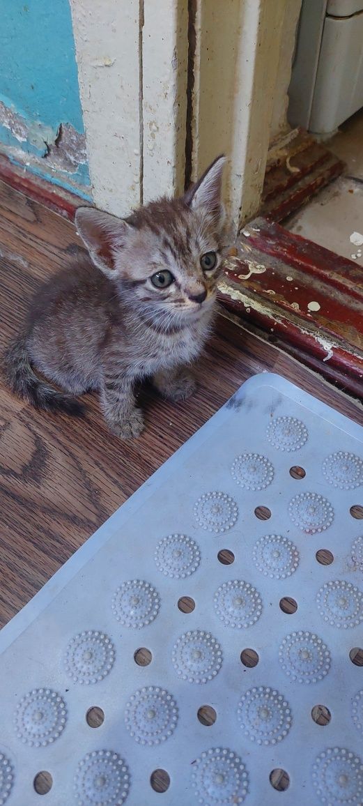 Котята.г. Шымкент.