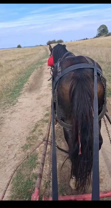 iapă de 9 ani Garantată la ori ce probă