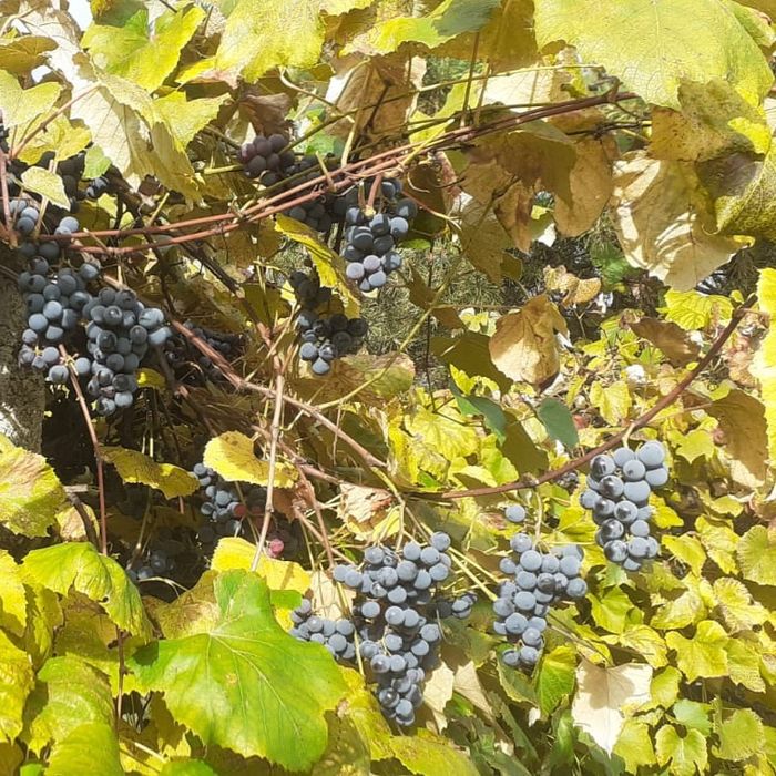 Vand struguri vin