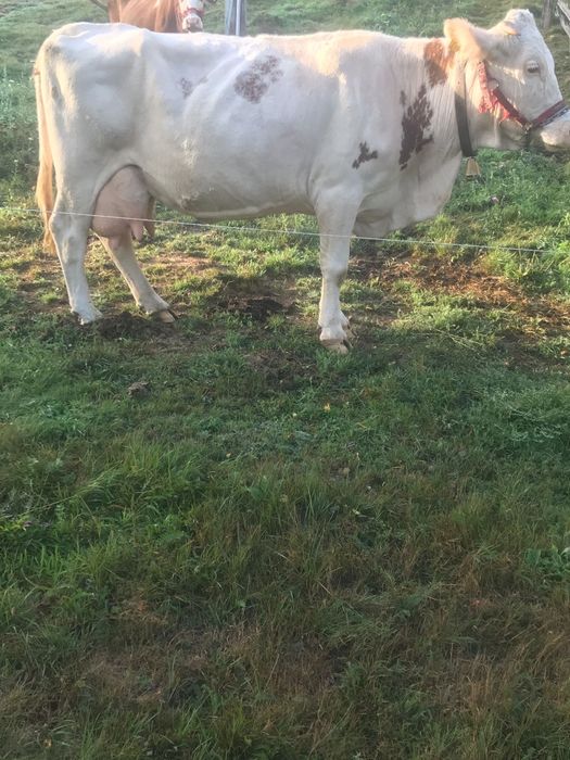 Vând vacă de 8 ani