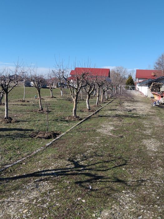 Tualetam pomi fructiferi și vita de vie