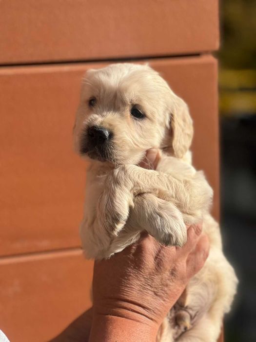 Голдън ретривър игрив сладур момче