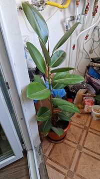 Ficus adult - Marasti