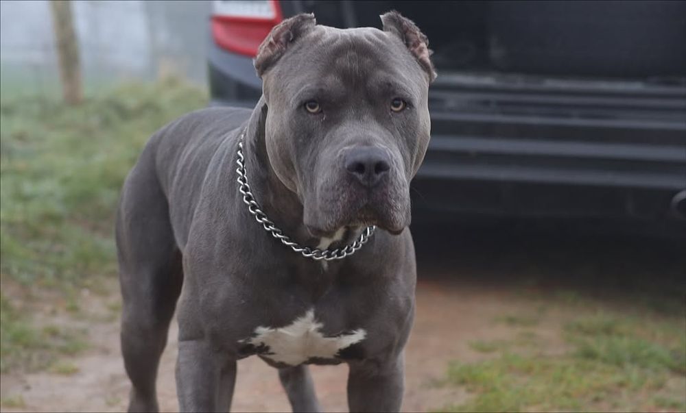 Pitbul bollari sotiladi.щенки питбуля на продажу