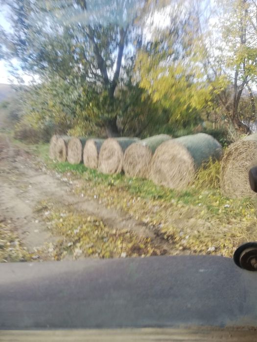 Vând porumb grau și baloti de păioase