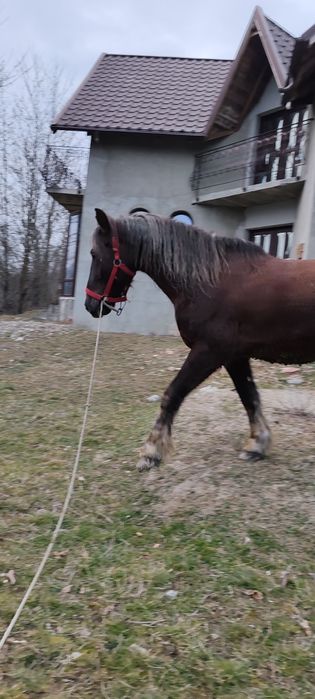 Schimb castrat cu iapa