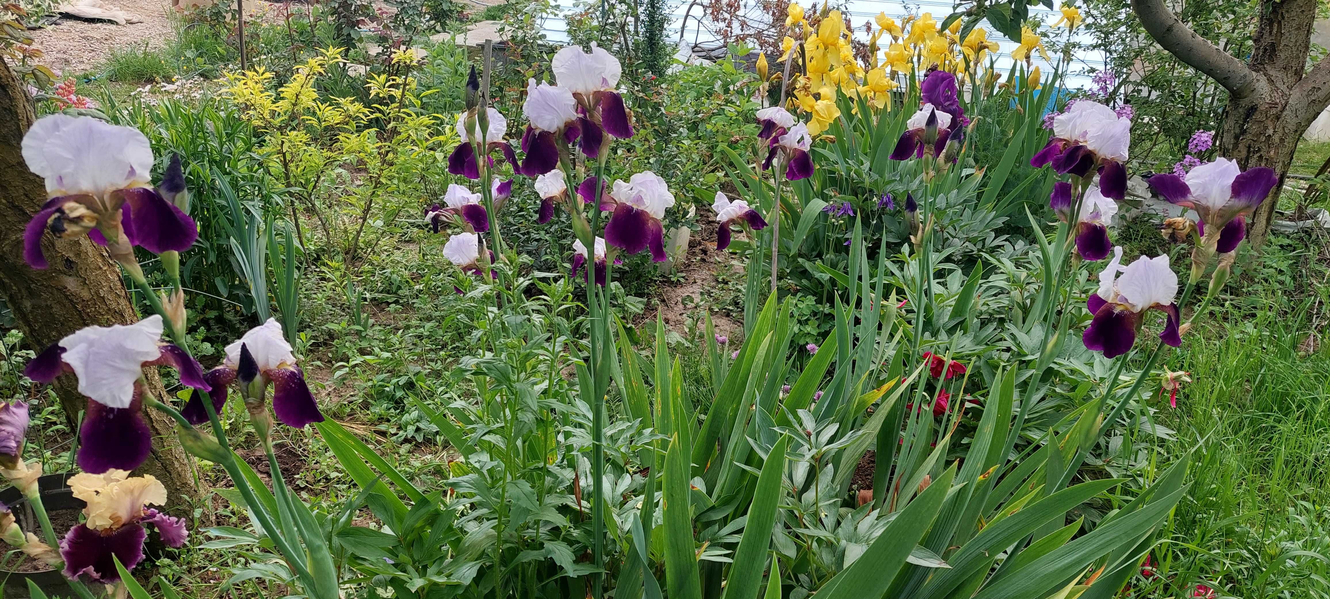 Iris fragant bicolor parfumat