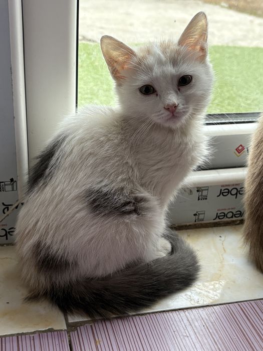 Тегін беріп жіберем