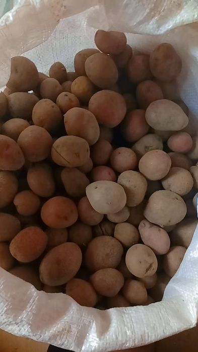 Vând cartofi de calitate