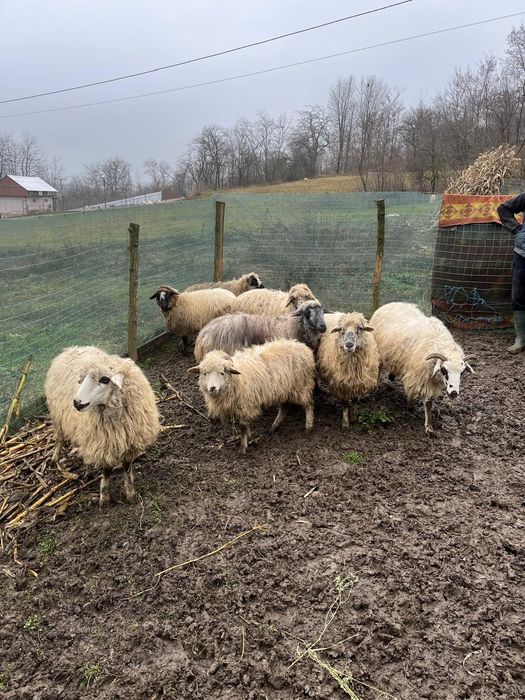 Oile si capre tinere