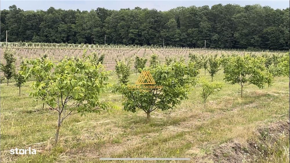 Teren extravilan comasat 9 hectare cu plantatie  3 Euro pe m2 Suceava