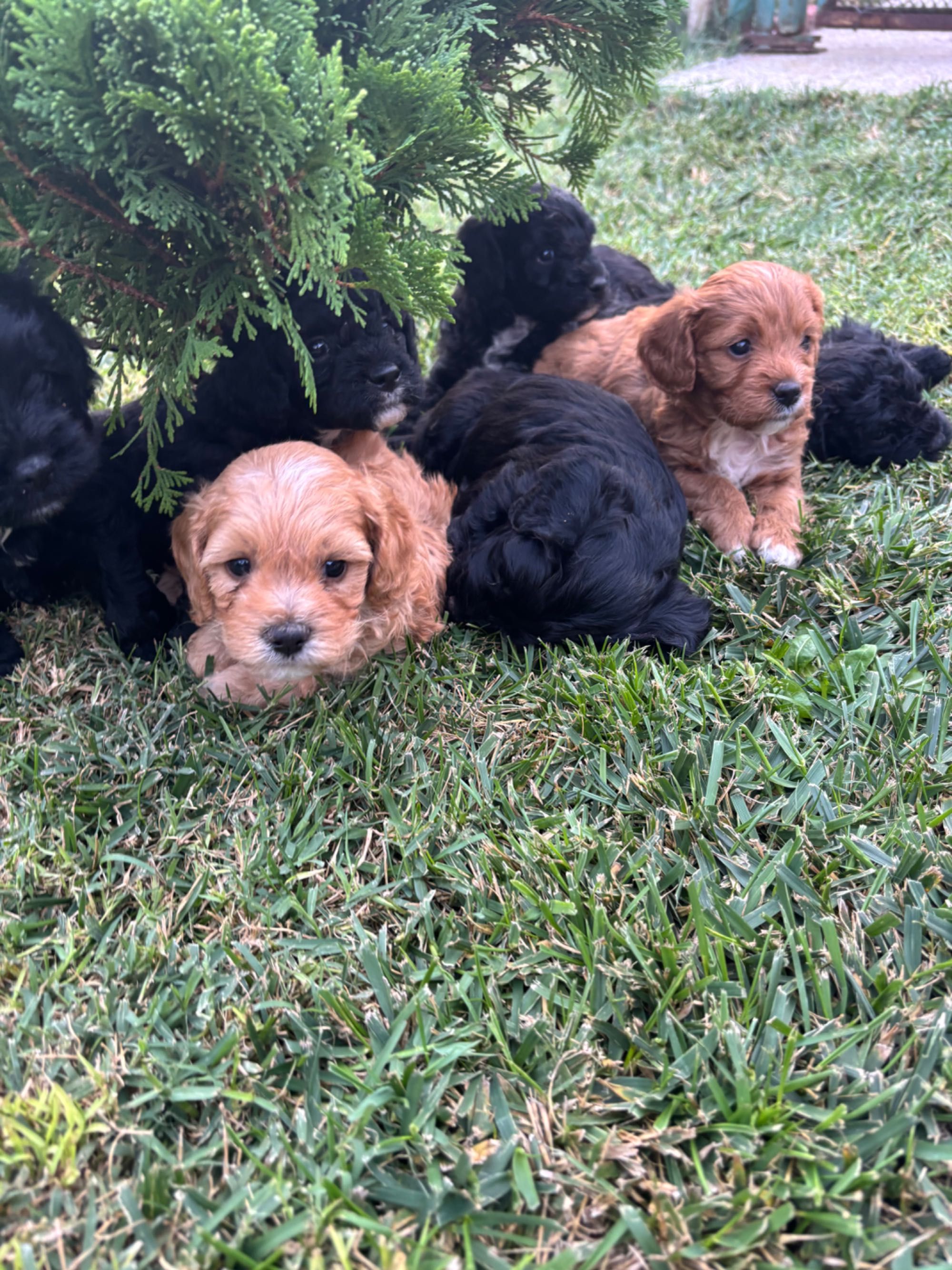 Кавапу & Cavapoo