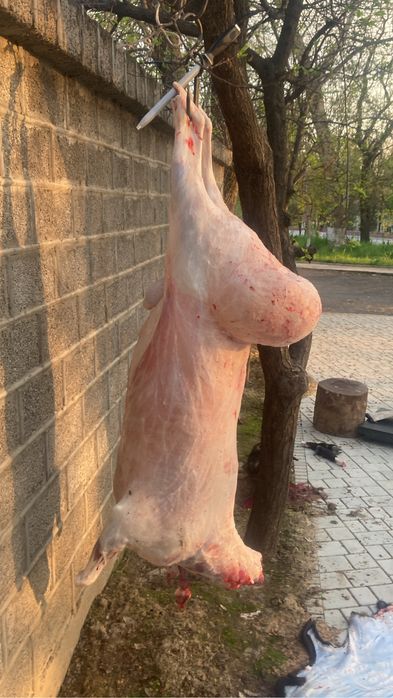 Qoylarimiz kilosi 85000 min somdan