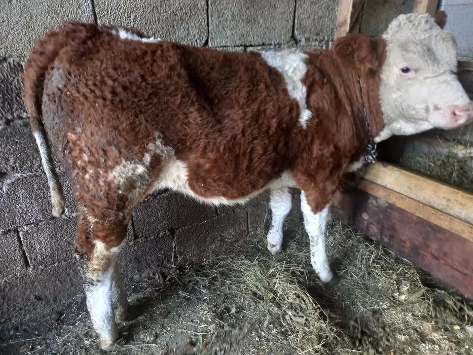 Vând vitica baltata românească de 4 luni