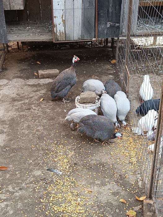 Bibilici. Pirchițe.