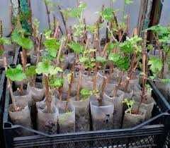 Узум кучатлари ссженцы винограда