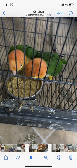 Pui papagali Caique