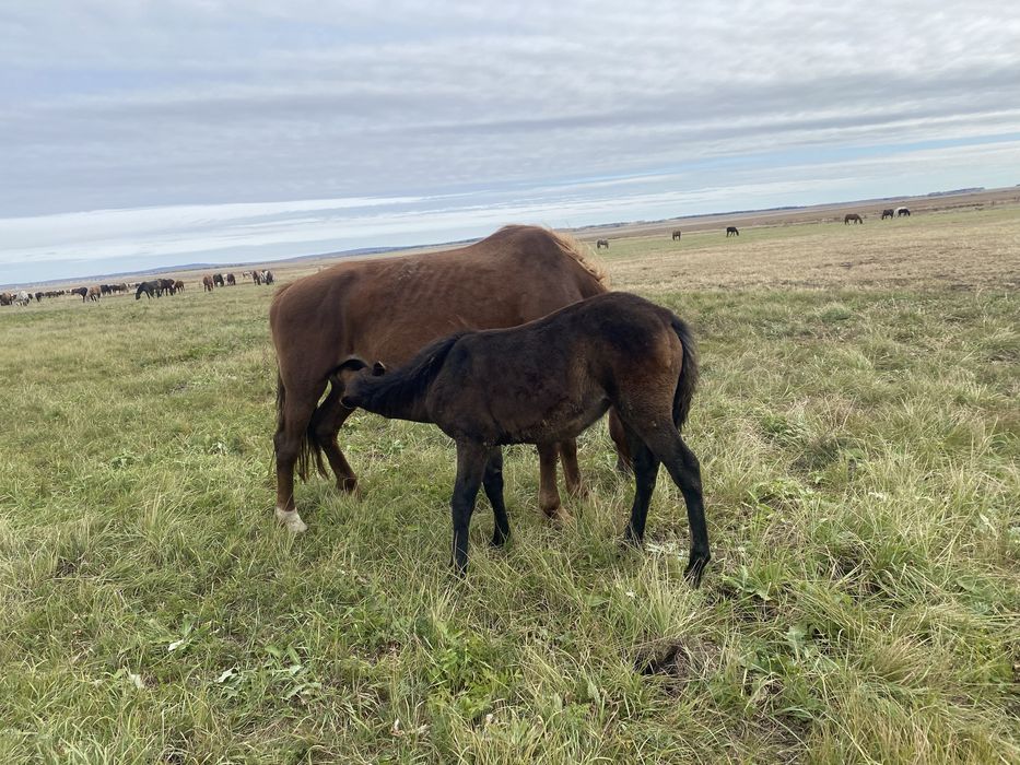 Продам кобылу с жеребенком или обмен на крс
