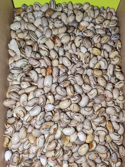 Домашен Боб Шарен и Бял