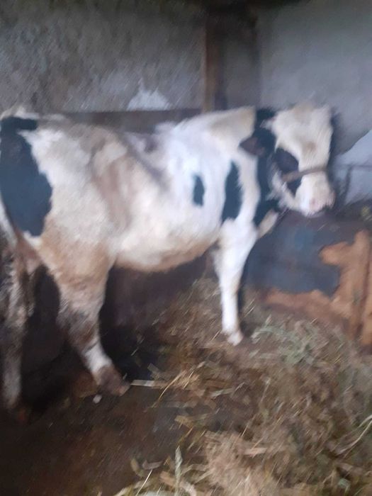 Tauras de carne virsta 10 luni com Crevenicu