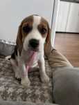 Pui Beagle femela 2 luni