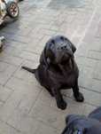 Vând un puiut de labrador
