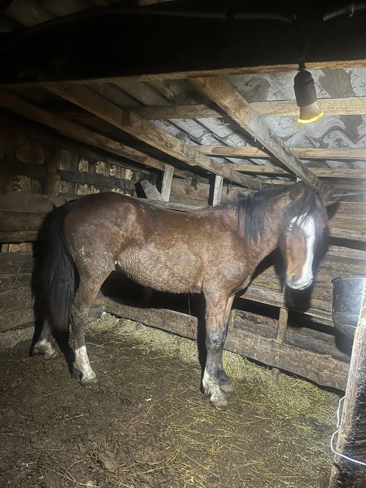 Продам тайчика 1,5 шка