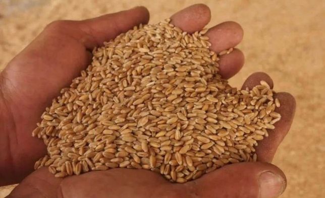Продам Оптом пшеницу ячмень