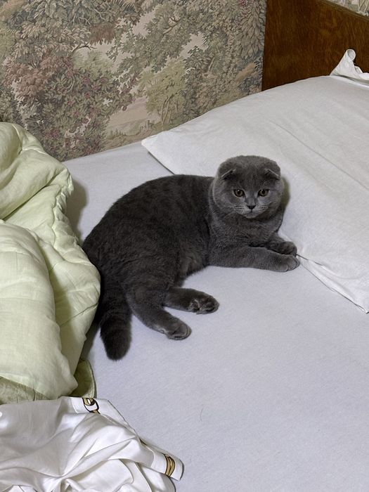 Кот породистый британский вислоухий ищет себе пару