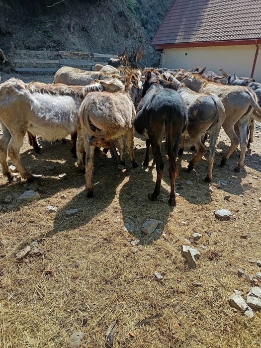 Lapte de măgăriță