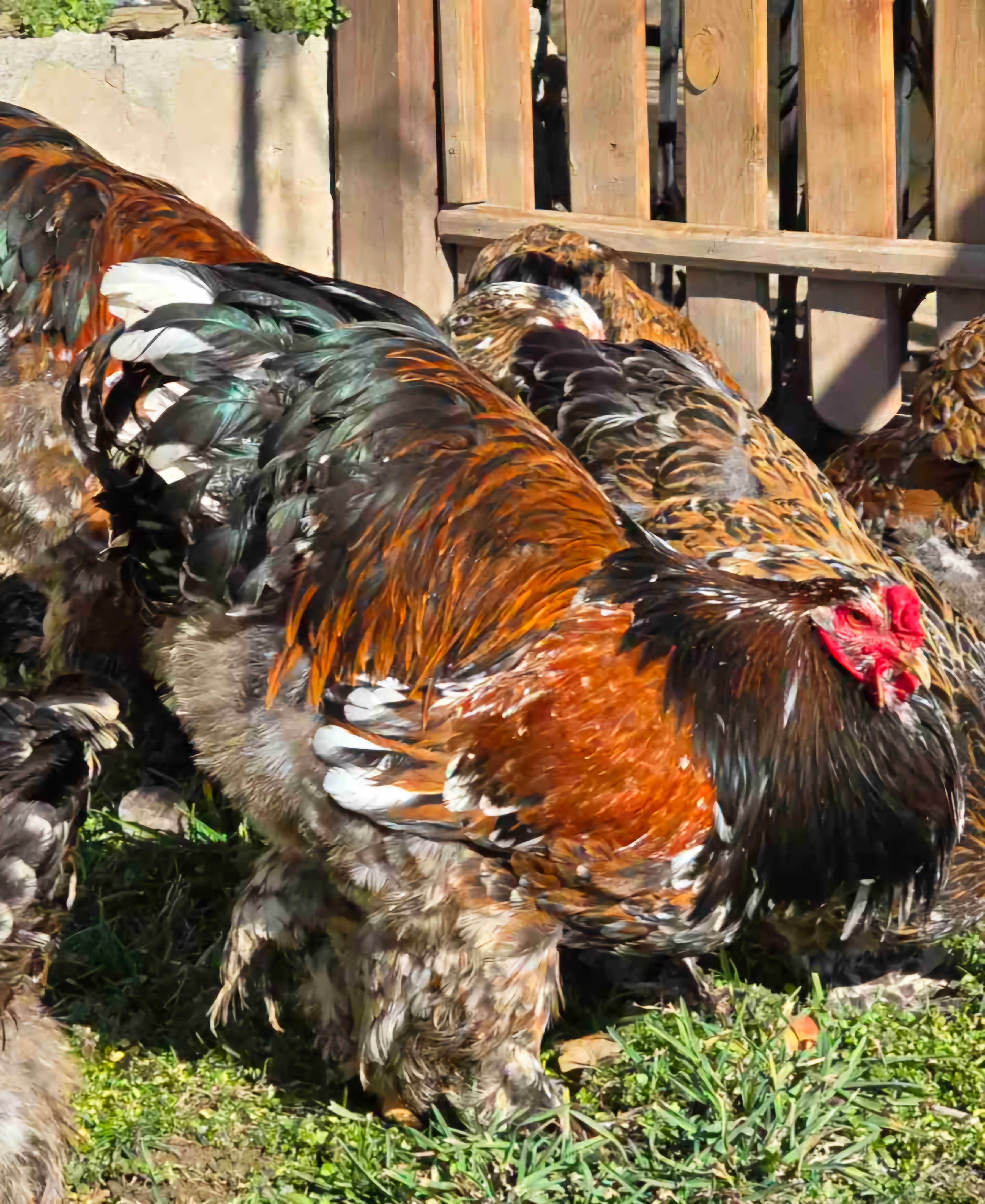 Продавам разплодни яйца от Порцеланова Брама/Porcelain Brahma
