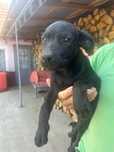 Pui de Labrador de 3luni