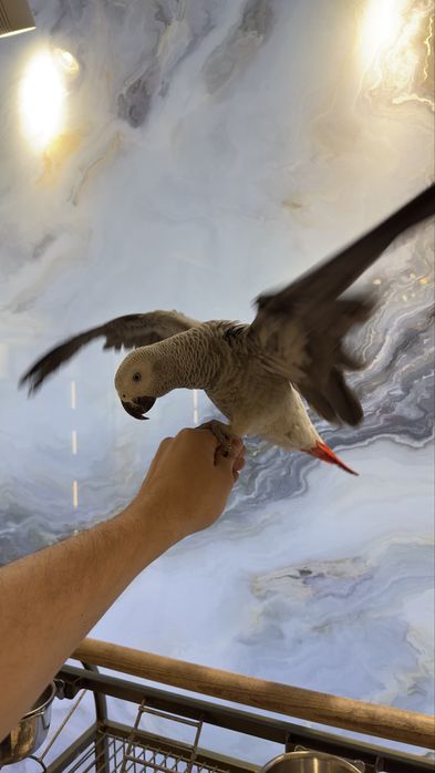 Жако Конго папугай