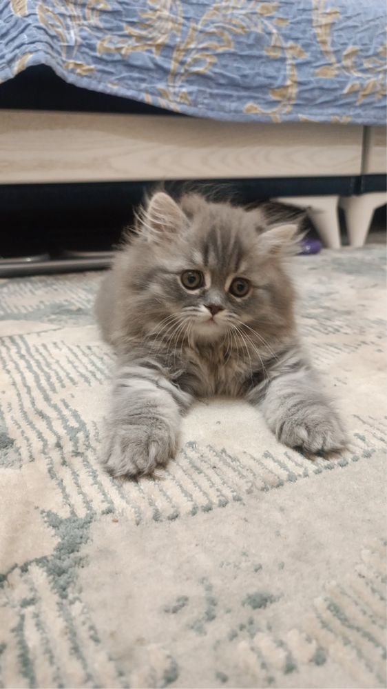 Британский длиношерстный котенок