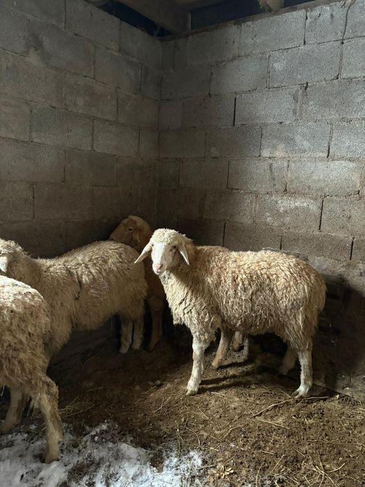 Продаю баран торг уместен