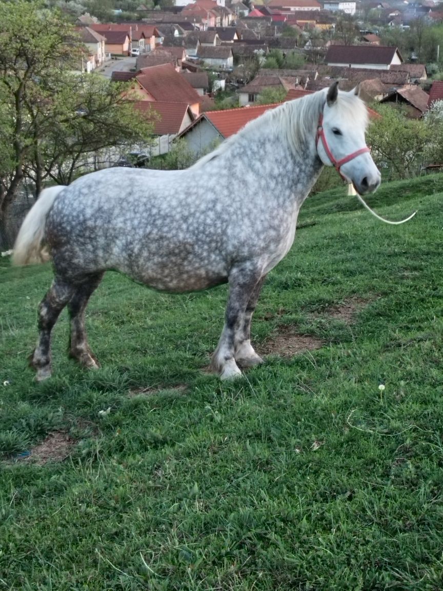 Vând iapă grea in vârstă de 5 ani