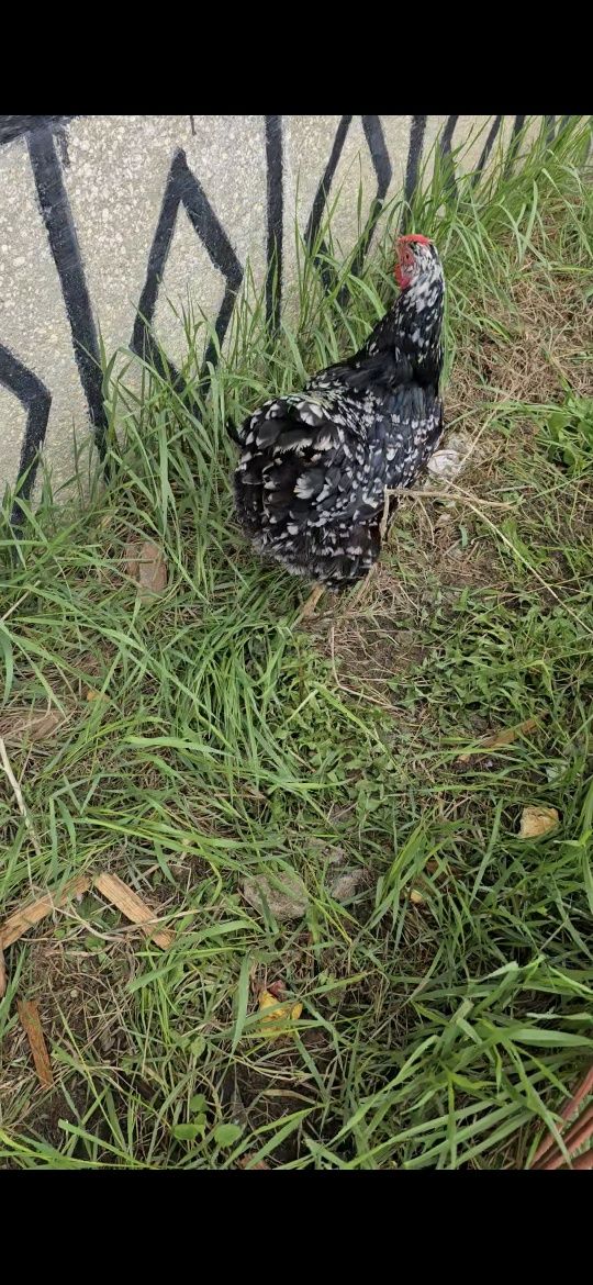 Gaini de ouă puicute 60 lei bucata, am si wiandotte portelan, etc