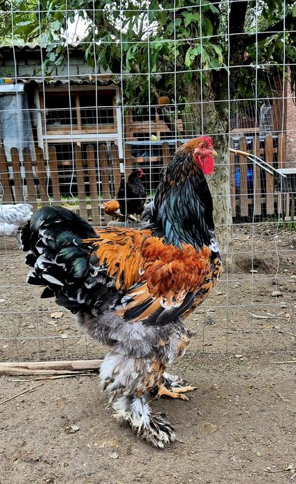 Cocoș brahma portelan vand/schimb