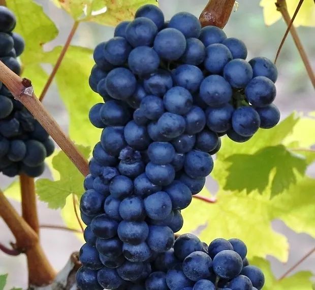Vita de vie neagra