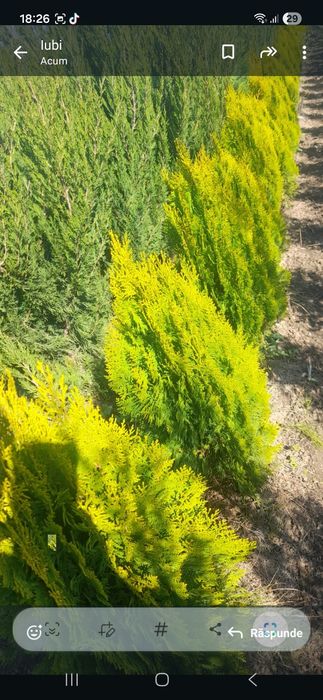 Vând plante ornametale