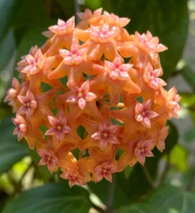 Flori, plante rare de Lacrima Maicii Domnului ( Hoya )