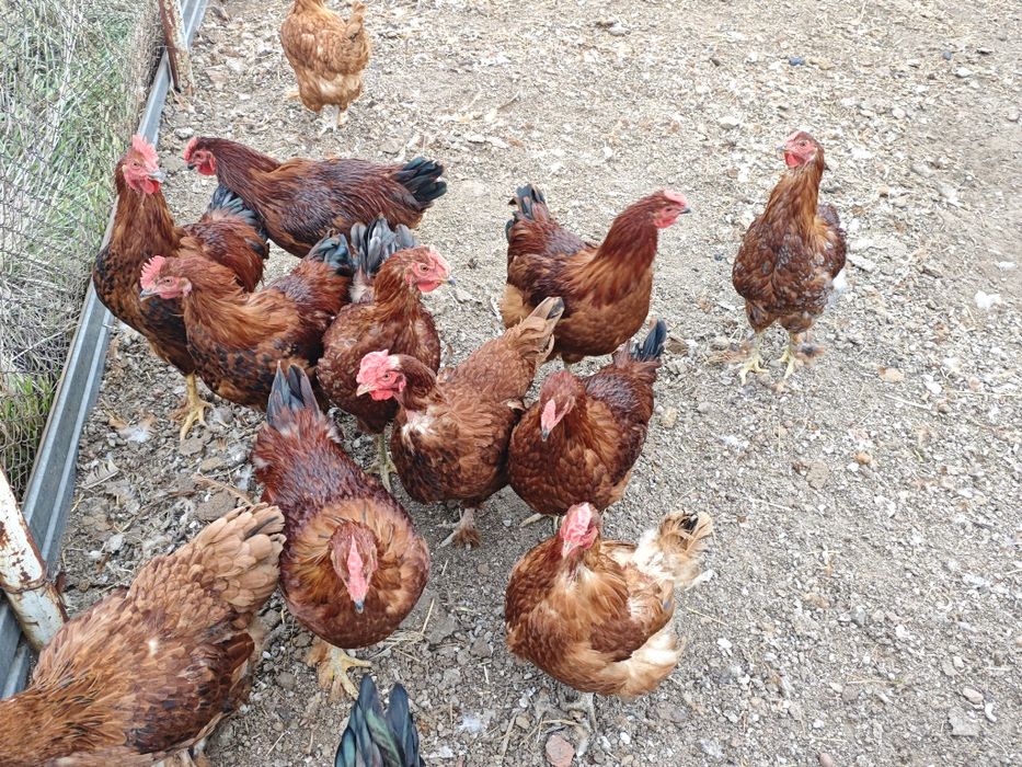 Домашние  петушки - апрель 25г.