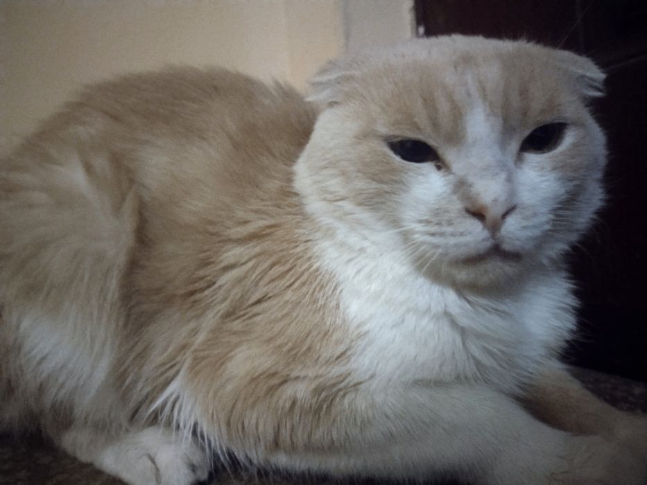 Viyaska xizmat qiz bola mushuklar taklif etamiz