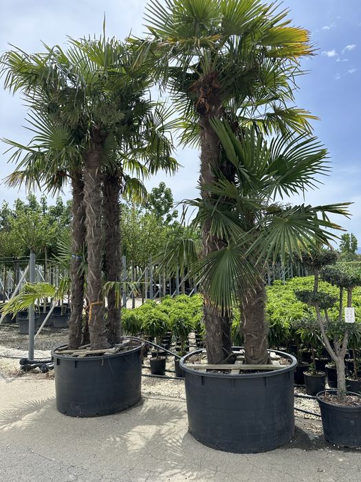 Hortensia . Photinia RedRobin Copac/Ghiveci Laur englezesc , Azalee