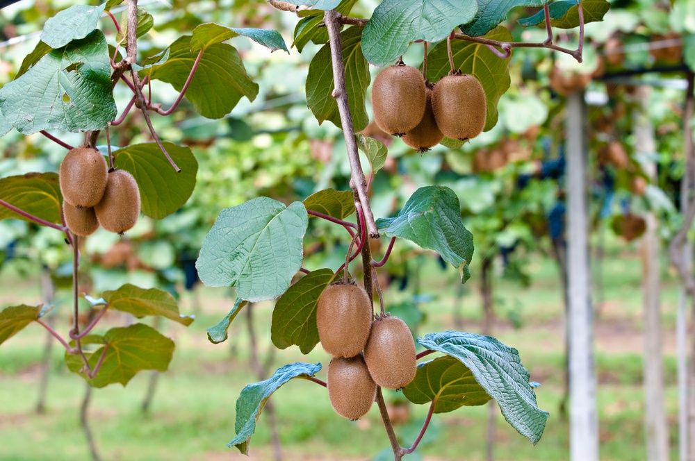 Kiwi Autofertil ( Toate soiurile)