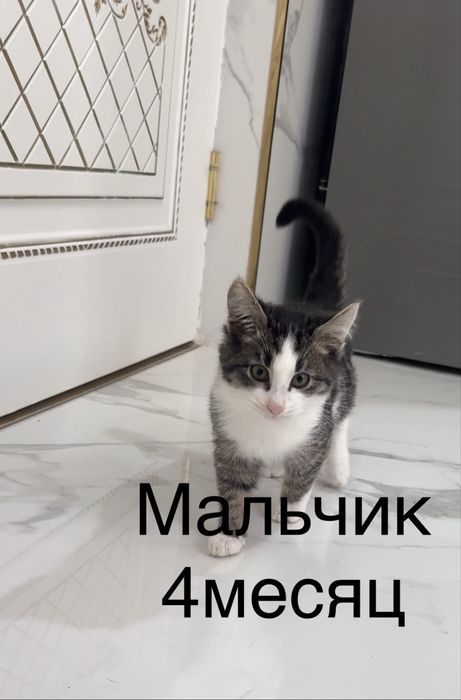 Добрые руки  котята