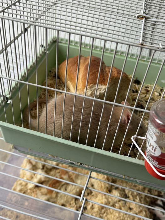 Donez soareci de companie