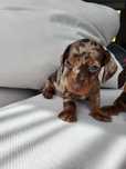 Teckel pedigree miniatura